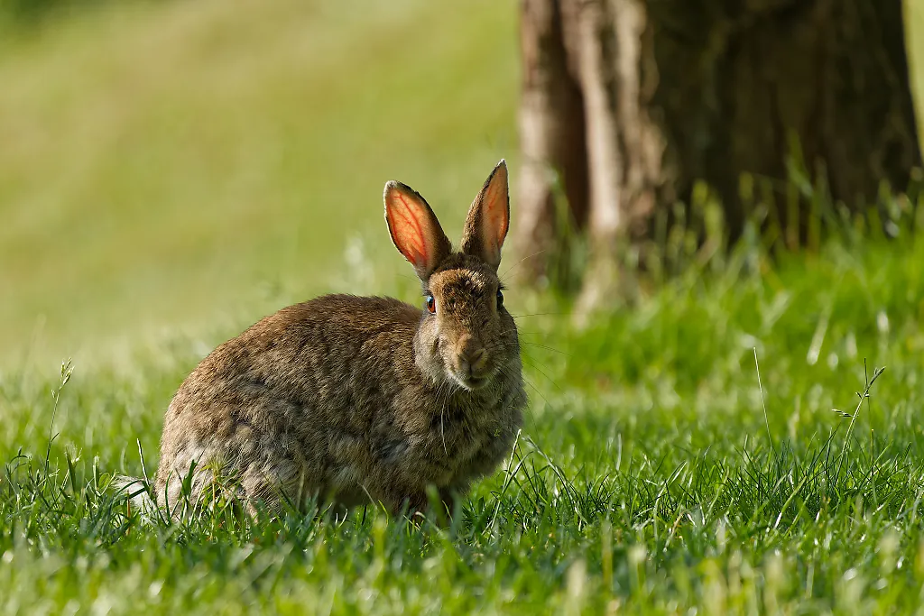 rabbit looking at the camera